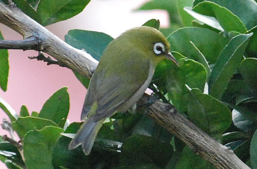 Green-backed white-eye